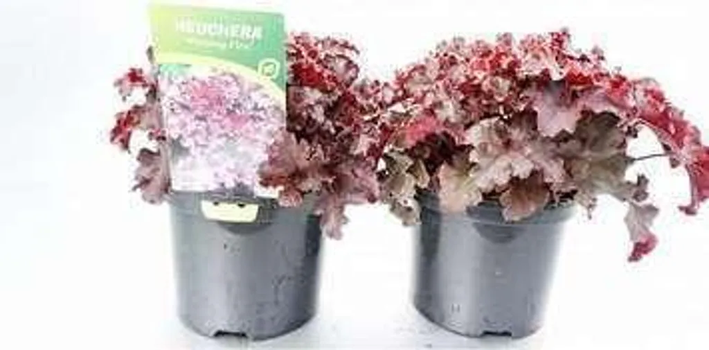6 Heuchera americana Melting Fire - Campanule pourpre en pot 9x9cm