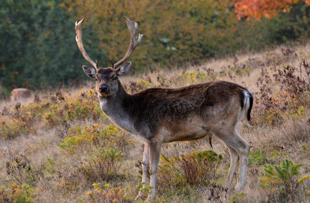 hansepuzzle 16269 - Hirsch Puzzle, 500 Teile, Tierwelt, 46,0 x 30,0cm mit hochwertiger Aufbewahrung, Kartonbox und wiederverschließbarem Beutel