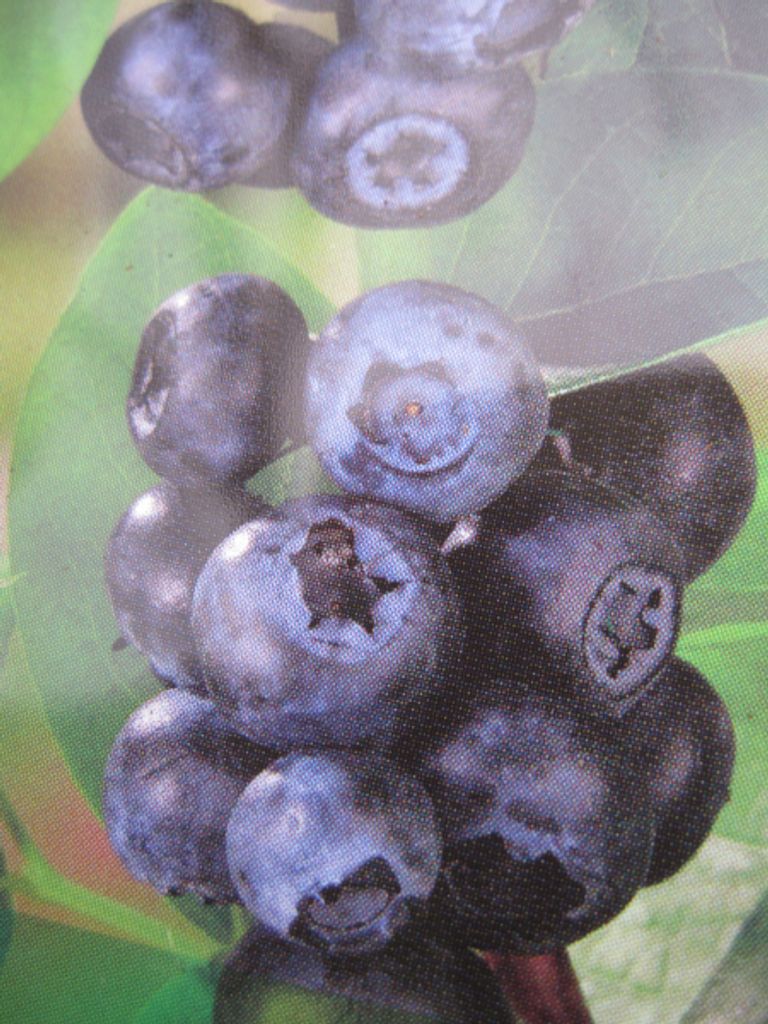 Amerikanische Blaubeere Blue Pearl - Vaccinium corymbosum Blue Pearl - 30-40cm