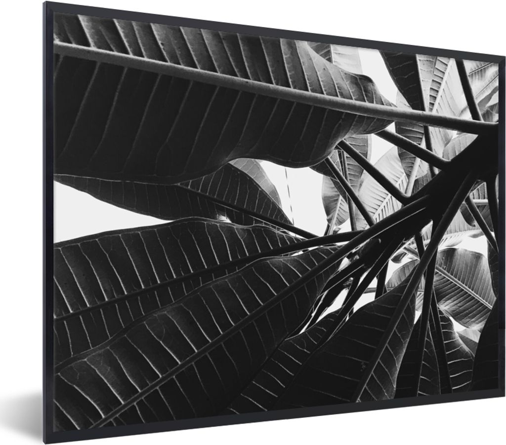 MuchoWow Gerahmtes Poster Palmenblatt - Tropisch 40x30 cm - Poster mit Schwarzem Bilderrahmen Wandposter Rahmen Foto Bilder - Kunstposter - Wandd...