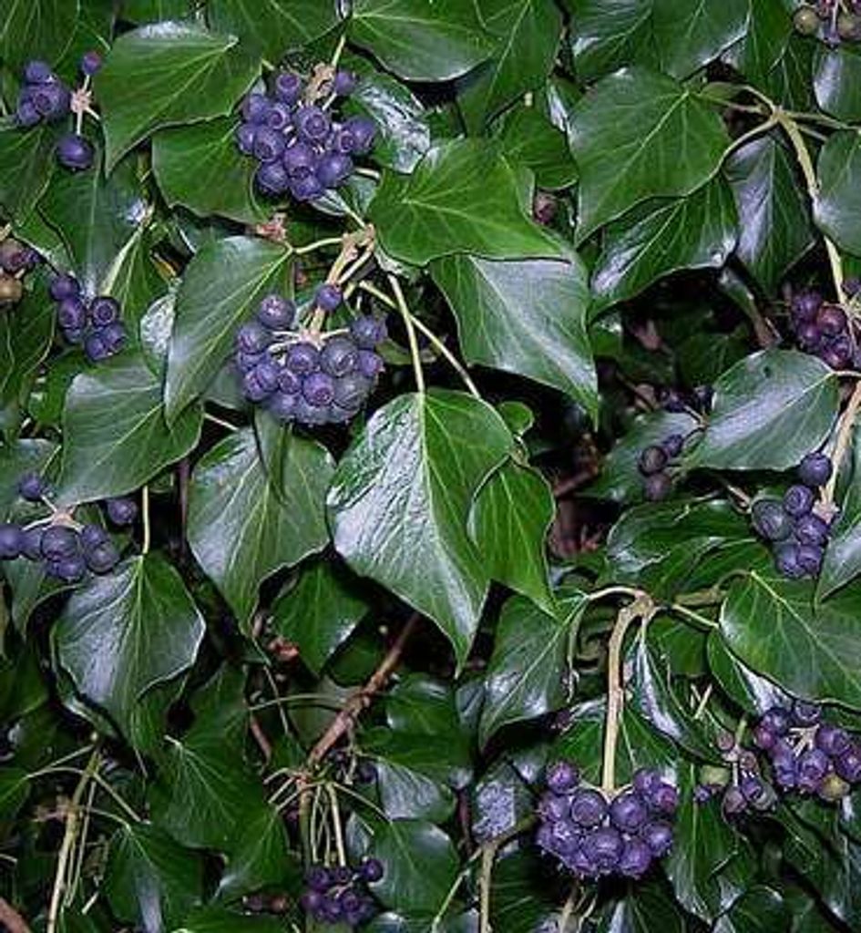 Hedera hibernica - Irische Efeu 80-100 cm | Topf