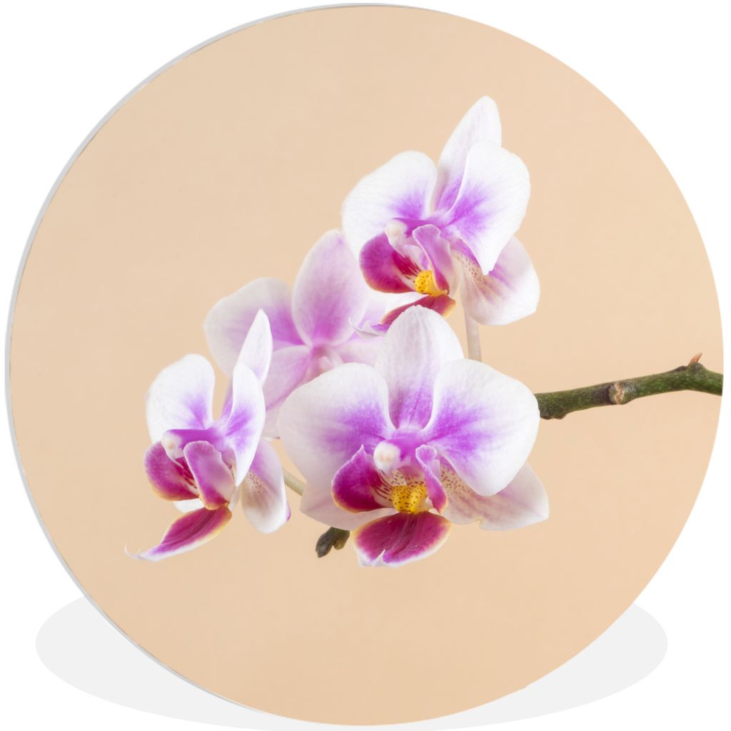 MuchoWow Rundes Wandbild - Runde Bilder Weiße und rosa Orchidee Ø 90 cm Kreis Wanddekoration Kunststoff - Wandkreis - Wandschmuck - Wand-Kreis ...