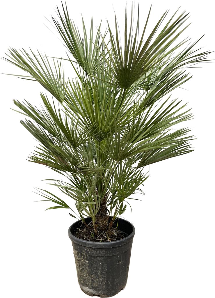 Zwergpalme - Chamaerops humilis - 30cm Topf - 150cm hoch