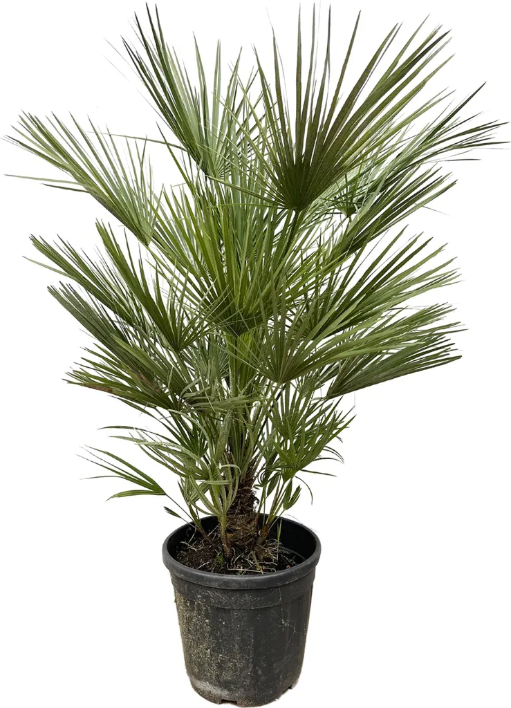 Palmier nain Chamaerops humilis 150cm : plante robuste sans soin