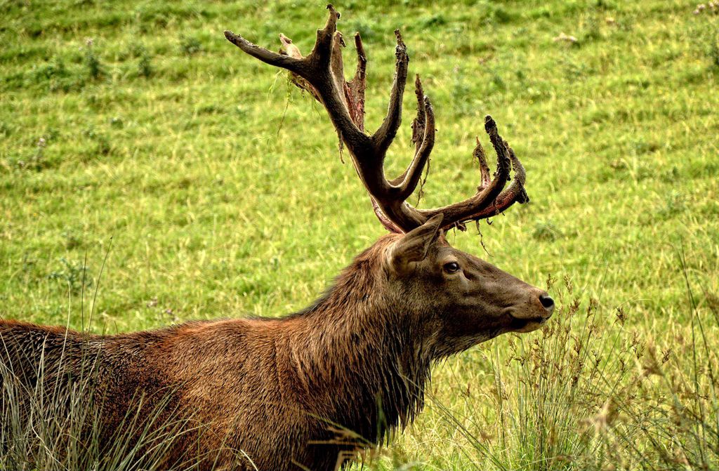 hansepuzzle 28026 - Hirsch Puzzle, 500 Teile, Tierwelt, 46,0 x 30,0cm mit hochwertiger Aufbewahrung, Kartonbox und wiederverschließbarem Beutel