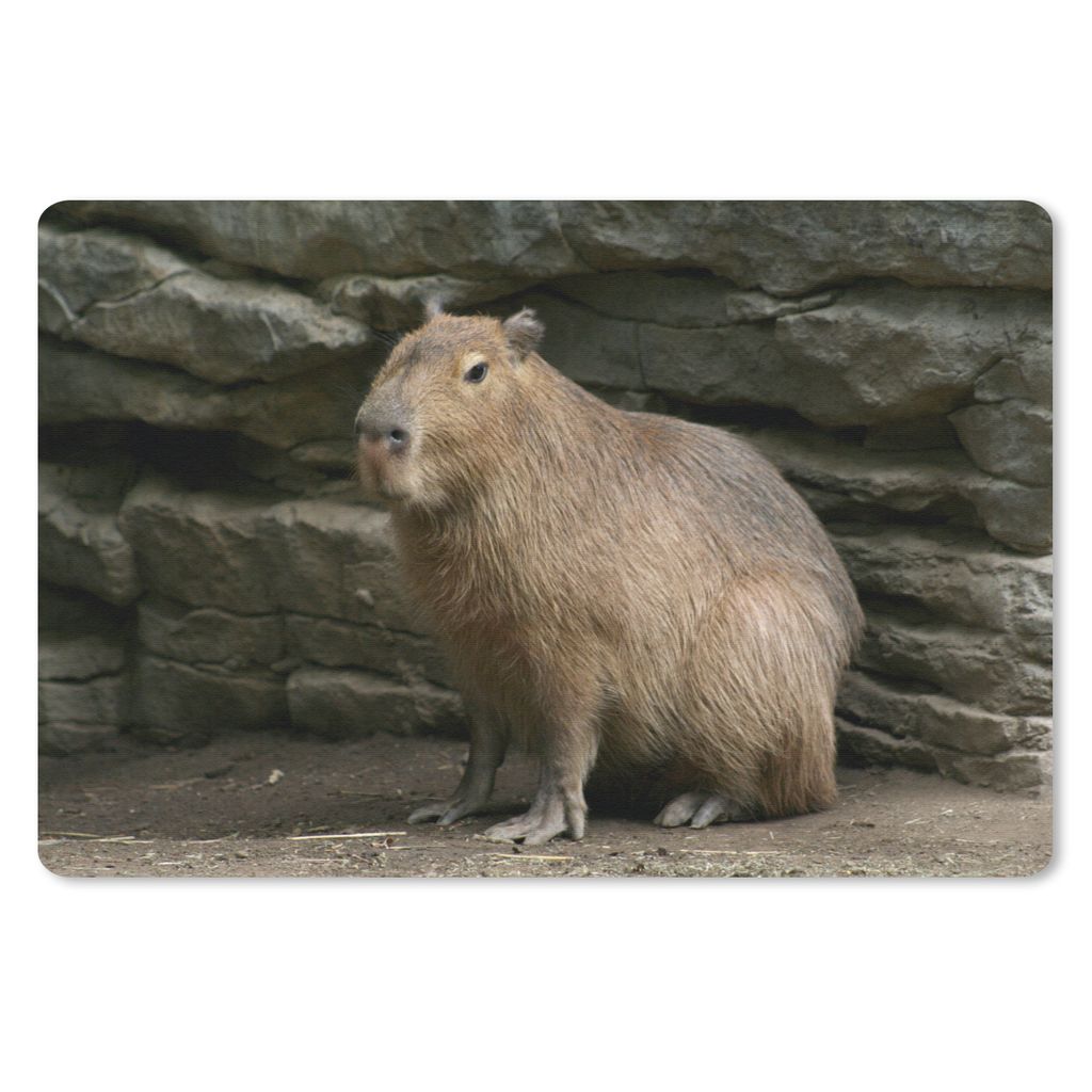 MuchoWow Mauspad Mousepad Ein Wasserschwein in einem felsigen Gebiet 27x18 cm - Mousepads - Maus Mat - Pad - Mausunterlage - Büroartikel - Desk ...