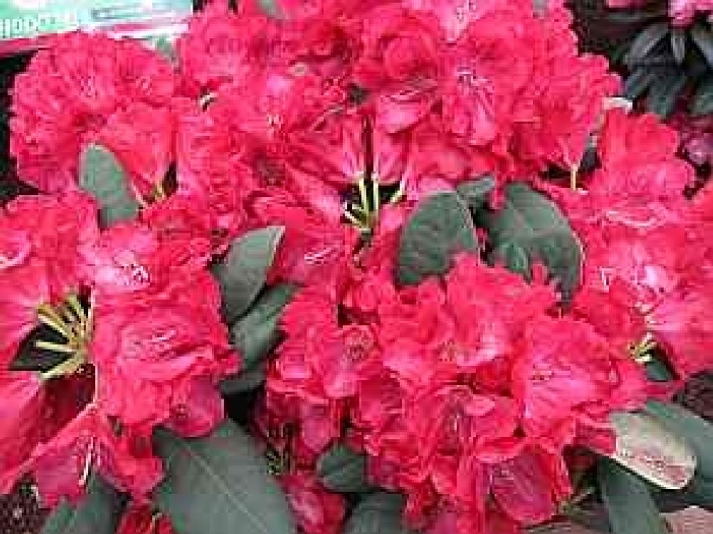 Rhododendron Hybride Lava - Großblumige Alpenrose Lava - 30-40