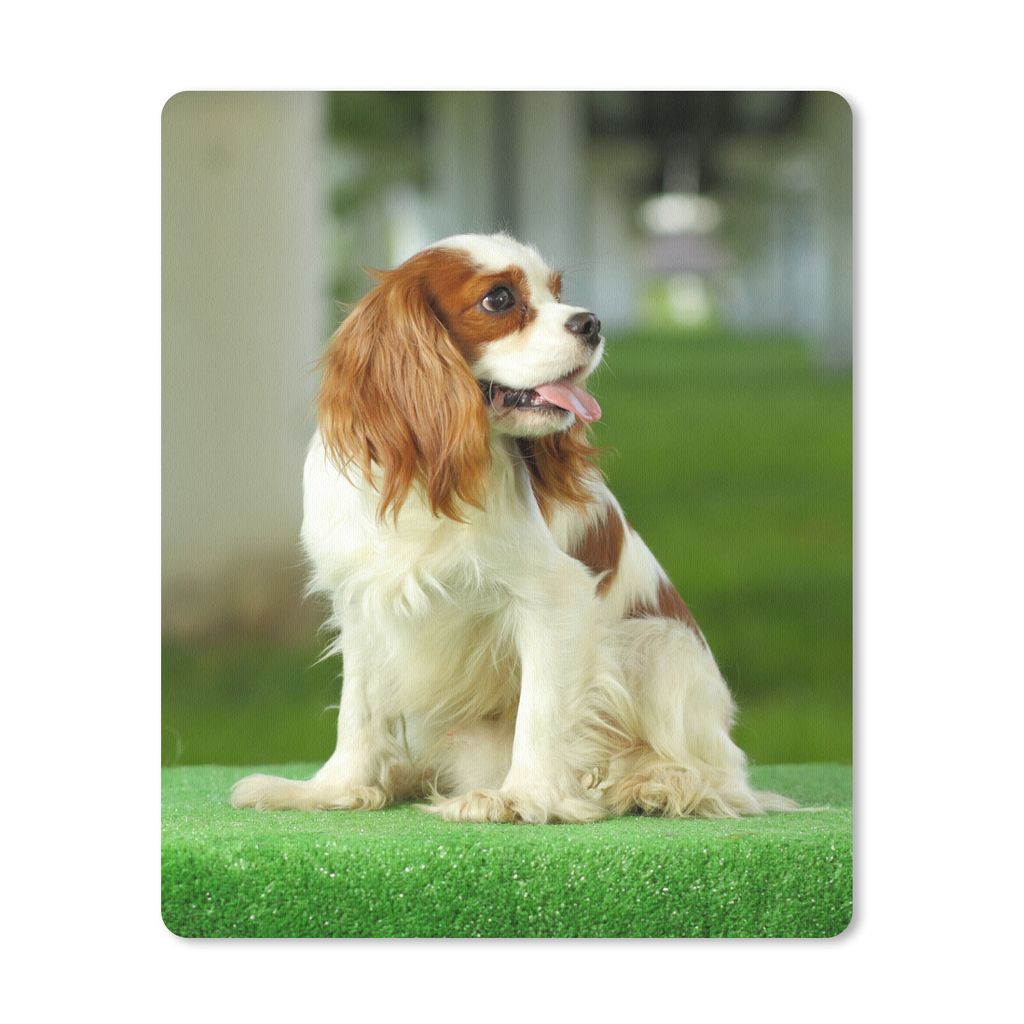 MuchoWow Mauspad Mousepad Ein sitzender Cavalier King Charles Spaniel 19x23 cm - Mousepads - Maus Mat - Pad - Mausunterlage - Mauspads - Spielen