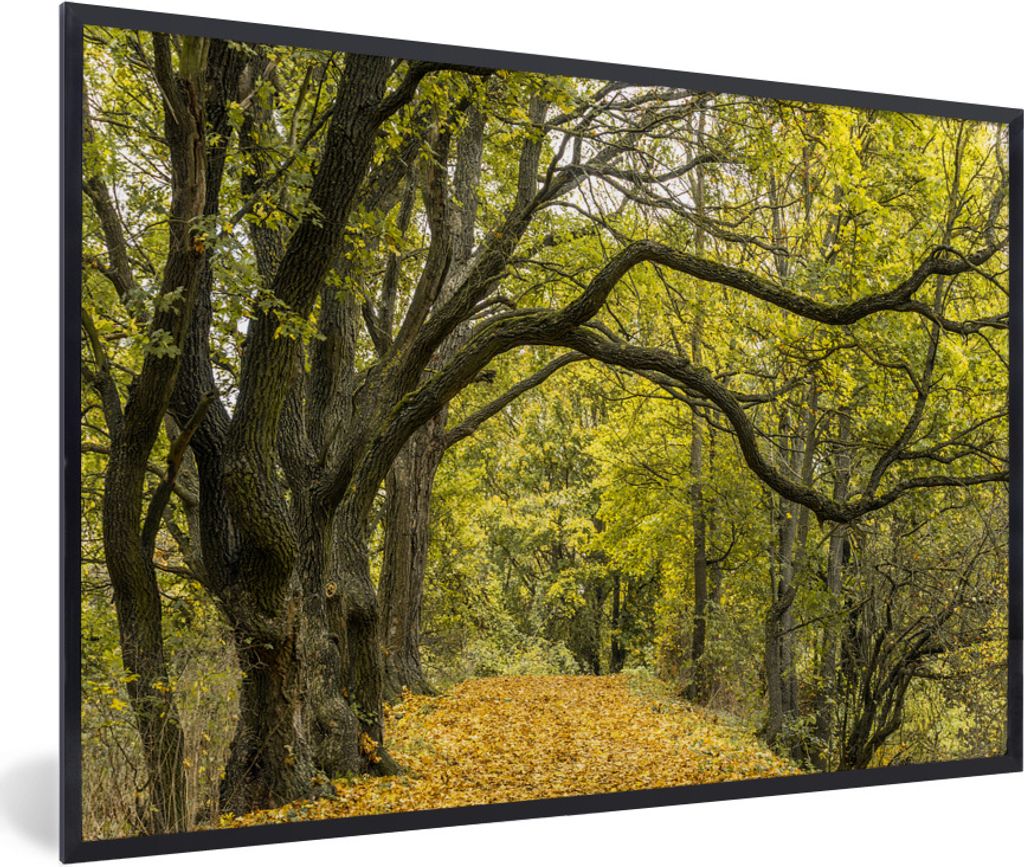 MuchoWow Gerahmtes Poster Äste auf einem Waldweg 30x20 cm - Poster mit Schwarzem Bilderrahmen Wandposter Rahmen Foto Bilder - Kunstdruck - Bild-...
