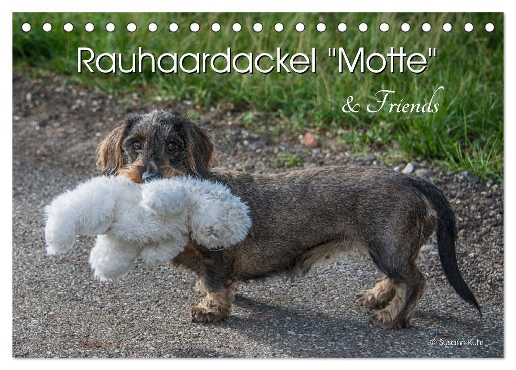 Rauhaardackel Motte & Friends (Tischkalender 2027 DIN A5 quer), CALVENDO Monatskalender