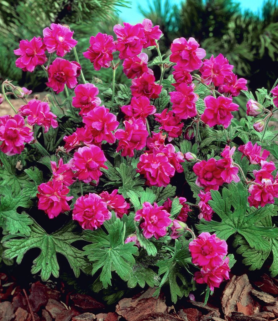 BALDUR Garten 2x Winterharte Geranie 'Rote Burcs Double®', Produktbild 