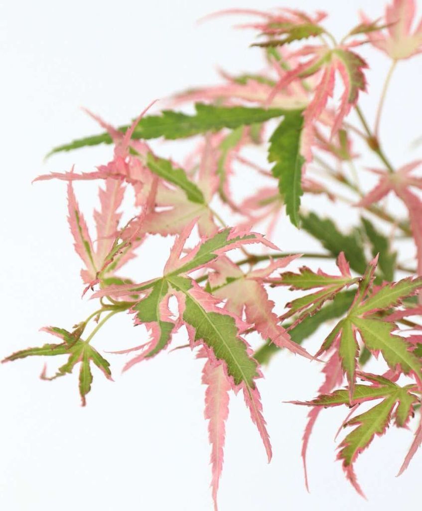 Japonský javor - Acer palmatum 'Taylor' - Výška 50-60cm - Obrázok produktu 4