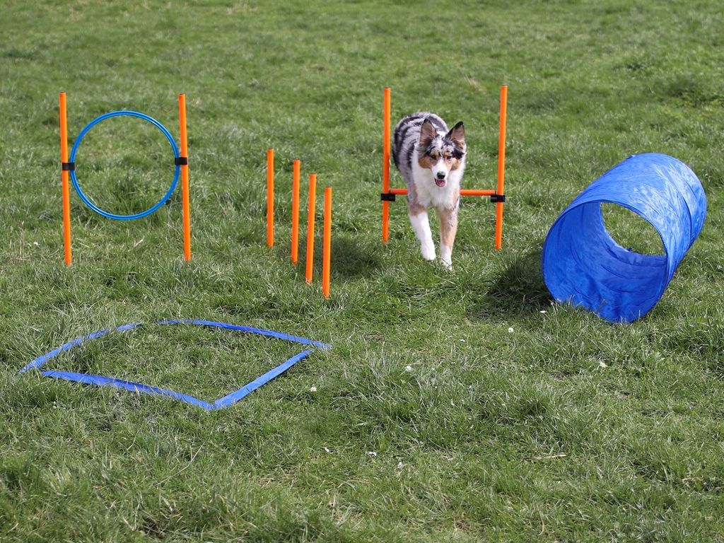 Agility Set für kleine und mittelgroße Hunde, Hundesport Produktbild 7