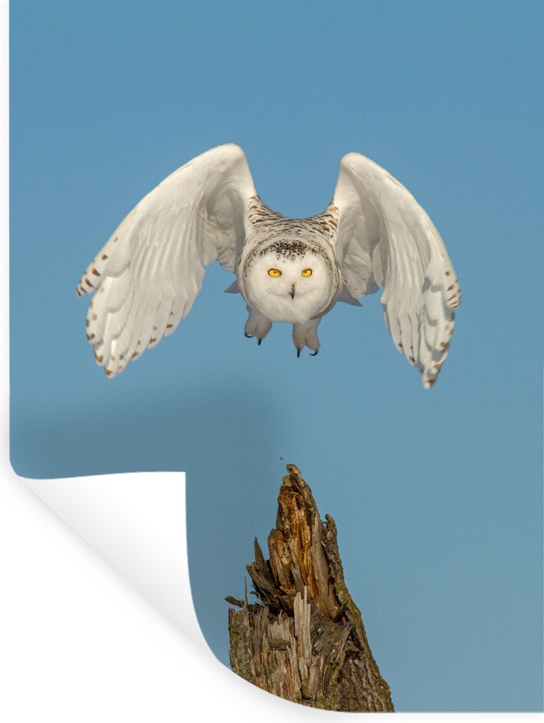 MuchoWow - Sticker - Dekorfolie