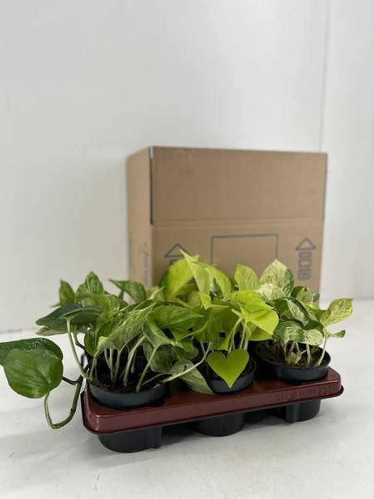 Epipremnum Efeutute Mix 6 Pflanzen Ø12cm – Zimmerpflanzen Rank- & Hängepflanzen
