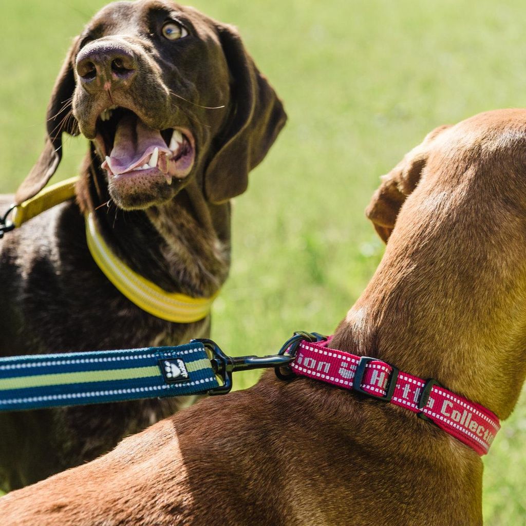 Hurtta Gepolstertes Halsband ockergelb, Größe: 65 cm