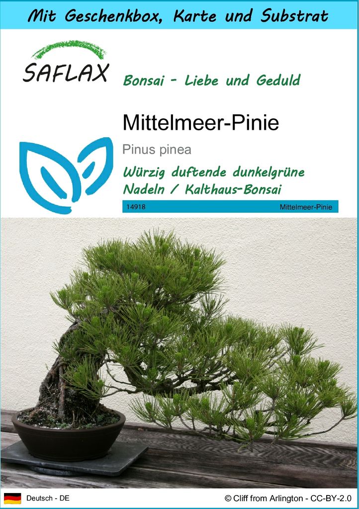 SAFLAX - Geschenk Set - Bonsai - Mittelmeer-Pinie - 6 Samen - Mit Geschenk- / Versandbox, Versandaufkleber, Geschenkkarte und Anzuchtsubstrat - Pin...