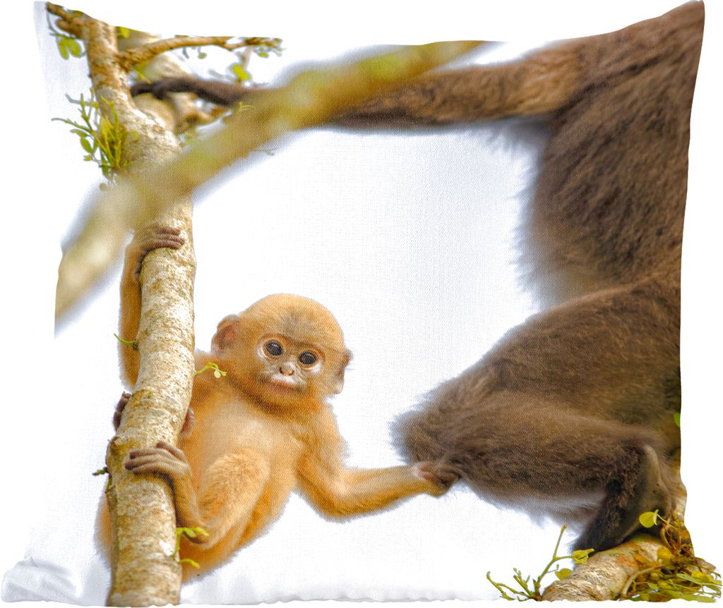 MuchoWow Zierkissen Sofakissen Wohnzimmer Dekokissen 40x40 cm Junger Affe schaut in die Kamera - Foto Kissen - Schlafzimmer Dekoration