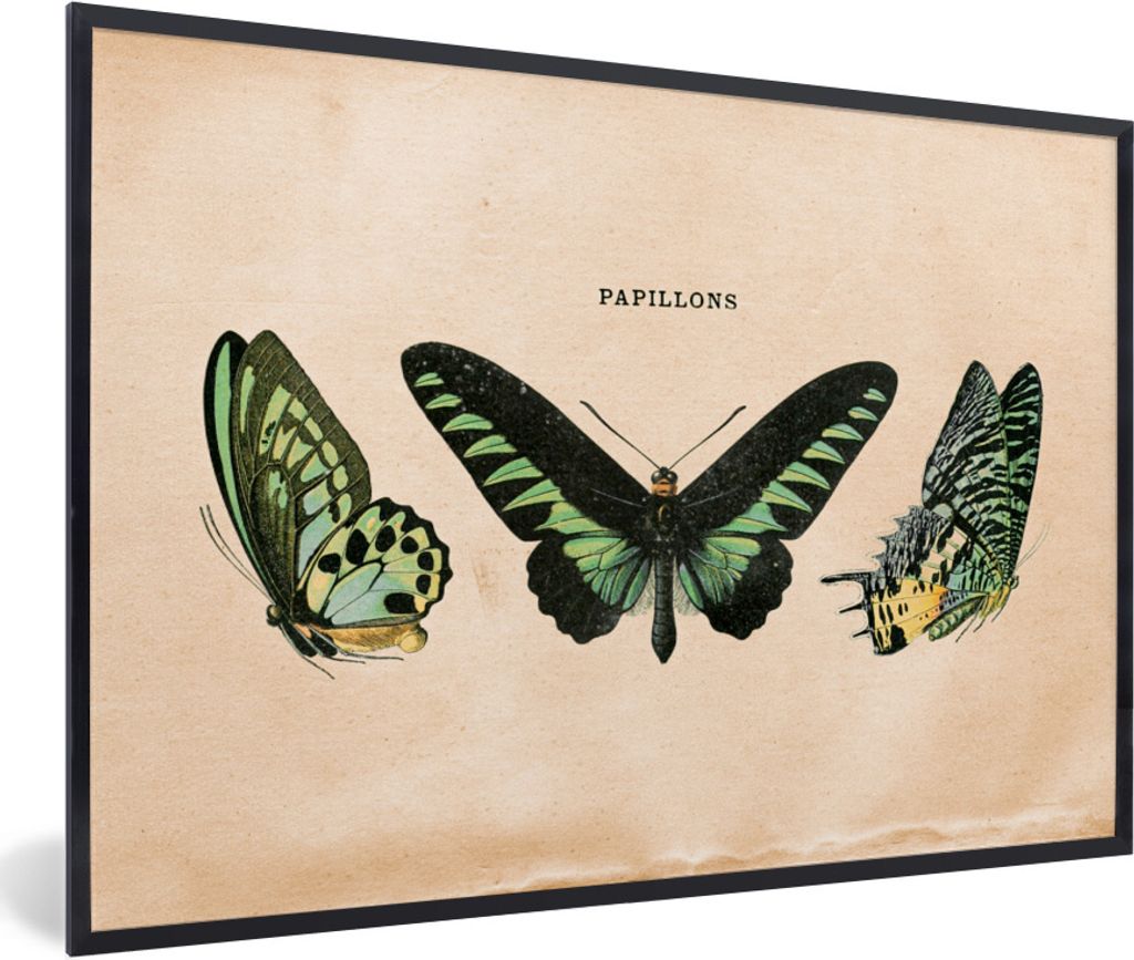 MuchoWow Gerahmtes Poster Schmetterling - Tier - Insekt 90x60 cm - Poster mit Schwarzem Bilderrahmen Wandposter Rahmen Foto Bilder - Fotorahmen -...