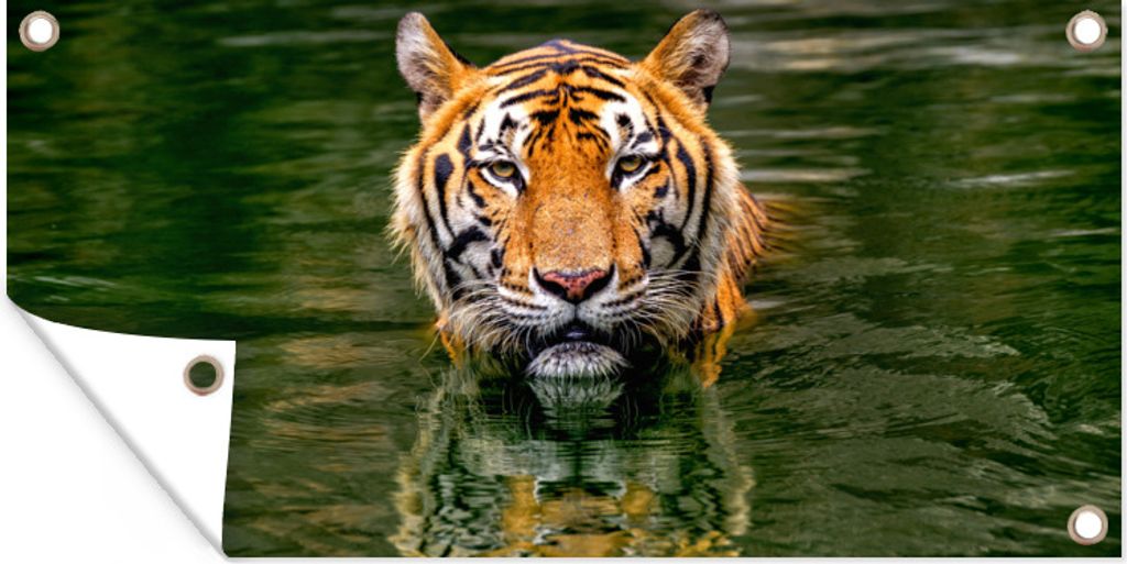 MuchoWow 60x30 cm Outdoor-Poster Gartendeko Sichtschutz Garten Poster für den Garten Tiger im Wasser