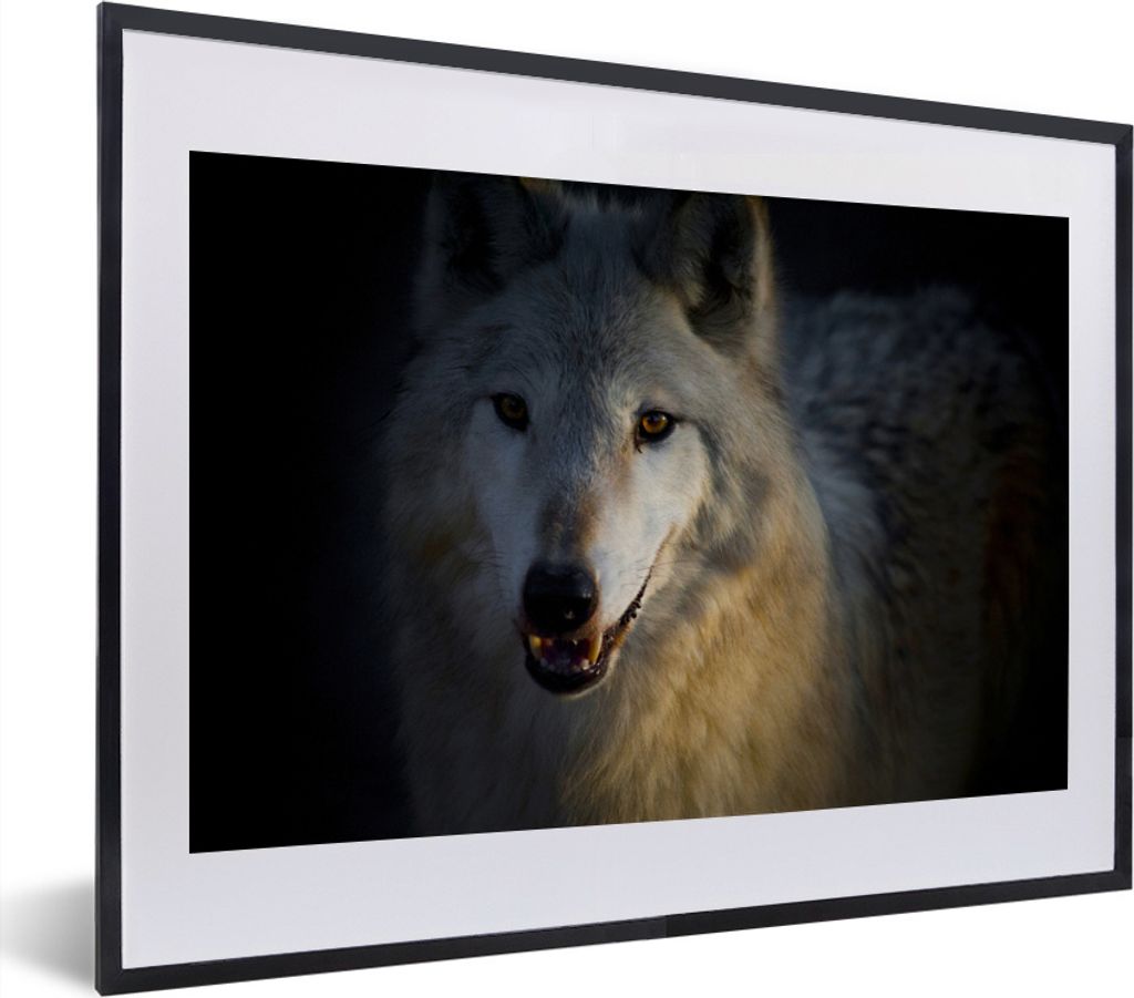 MuchoWow MuchoWow Gerahmtes Poster Nahaufnahme eines arktischen Wolfs 40x30 cm - Poster mit zchwarzem Bilderrahmen - Bilderrahmen - Poster im R...