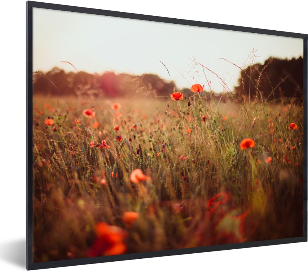 MuchoWow Gerahmtes Poster Sonnenuntergang - Blumen - Rot 80x60 cm - Poster mit Schwarzem Bilderrahmen Wandposter Rahmen Foto Bilder - Schwarzem -...