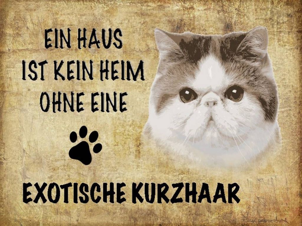 vianmo Holzschild 30x40 cm exotische Kurzhaar Katze