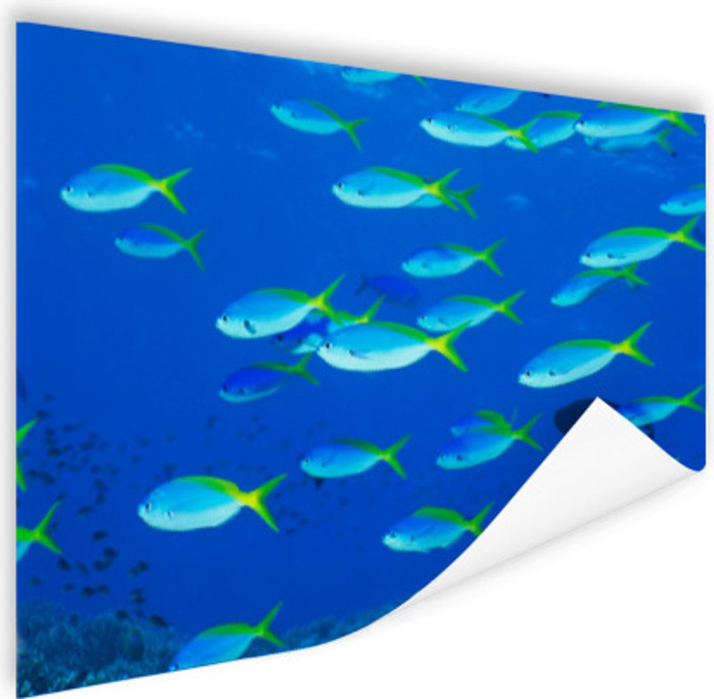 MuchoWow Poster Fisch - Schule - Meer 180x120 cm - Fotoplakat