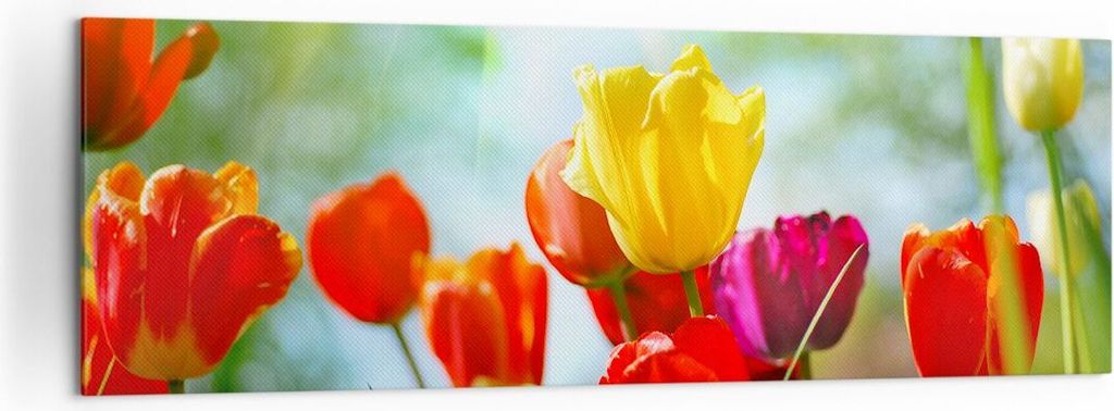 Bild auf Leinwand - Leinwandbild - Tulpe Blume Plantage Wiese - 160x50cm - Wand Bild - Wanddeko - Leinwanddruck - Bilder - Kunstdruck - Wanddekorat...