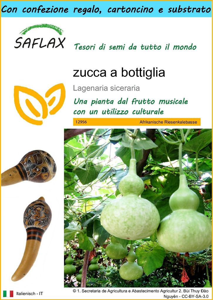 SAFLAX Set regalo -  zucca a bottiglia - 15 semi - Immagine del prodotto 