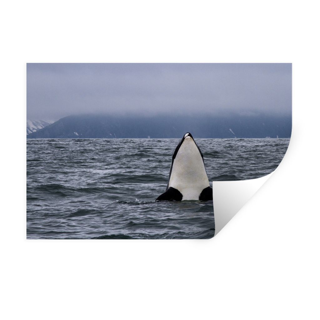 MuchoWow Wandtattoo Wandsticker Wandaufkleber Orca über Wasser 90x60 cm Selbstklebend und Repositionierbar - Aufkleber