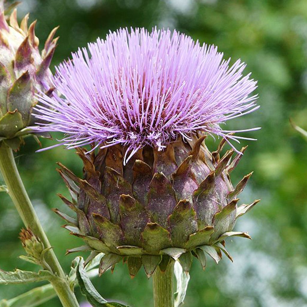6 x Artischocke - Cynara scolymus | Topf 9cm x 9cm