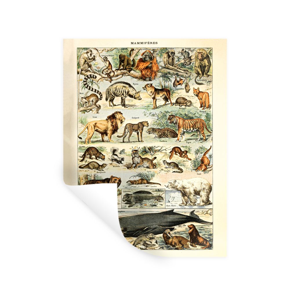 MuchoWow Wandtattoo Wandsticker Wandaufkleber Tiere - Vintage - Adolphe Millot - Tiger - Löwe 30x40 cm Selbstklebend und Repositionierbar - Stic...