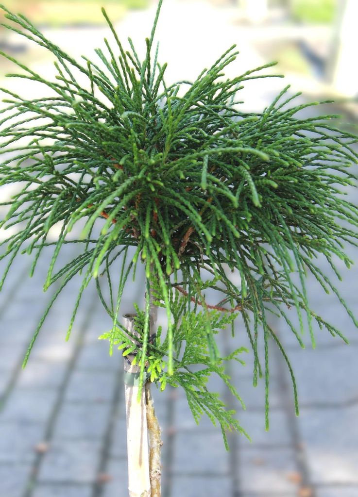 Faden Lebensbaum Thuja plicata Whipcord Hochstamm immergrn