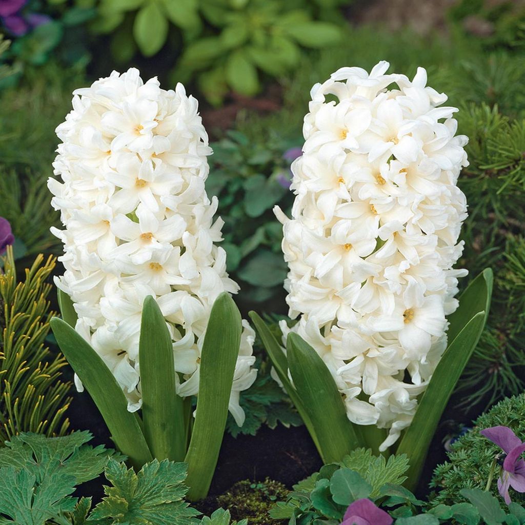 Bulbi di giacinto Bulbi di fiori Hyacinthus Carnegie 5 pz. Immagine del prodotto 