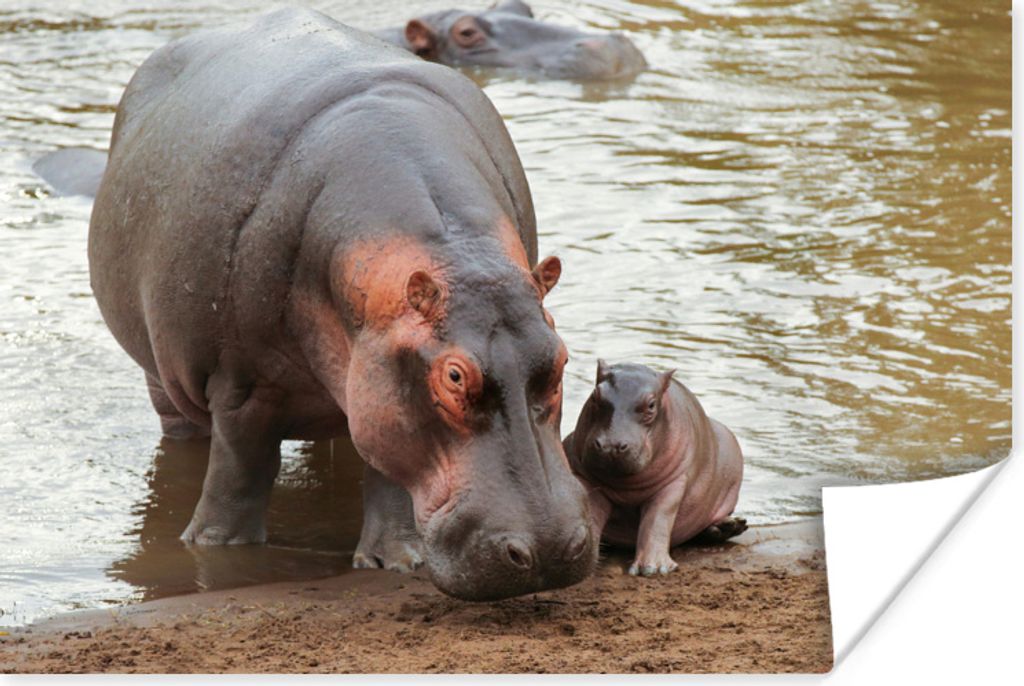 MuchoWow Poster Tiere - Nilpferde - Baby 120x80 cm - Bilder