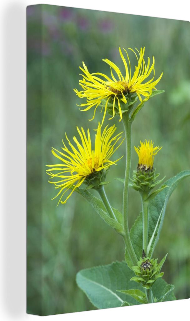 OneMillionCanvasses - Leinwandbilder - 90x140 cm, Gelbe Alantblüte im hohen grünen Gras, Wandbilder Kunstdruck Wanddekoration - Foto auf Leinwa...