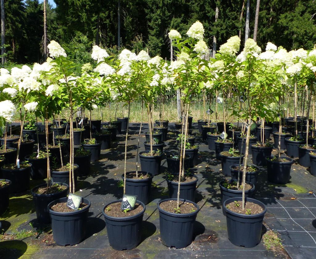 Hortensie Rispenhortensie Stamm 150 - 170 cm Limelight weiß Produktbild 