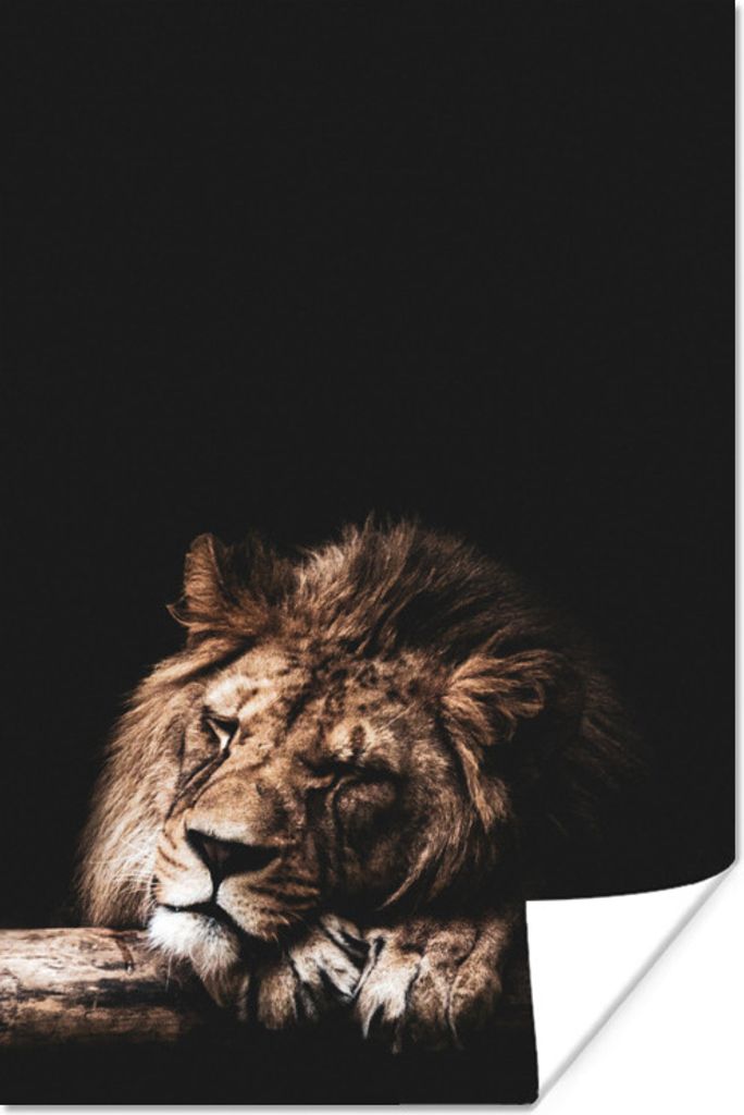 MuchoWow Poster Löwe - Rüssel - Farben 80x120 cm - Papierdruck