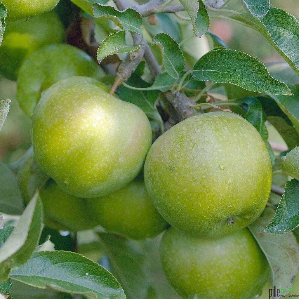 beliebter Weißer Klarapfel Sommerapfel Obstbaum kleinbleibend im Topf 2-jährig