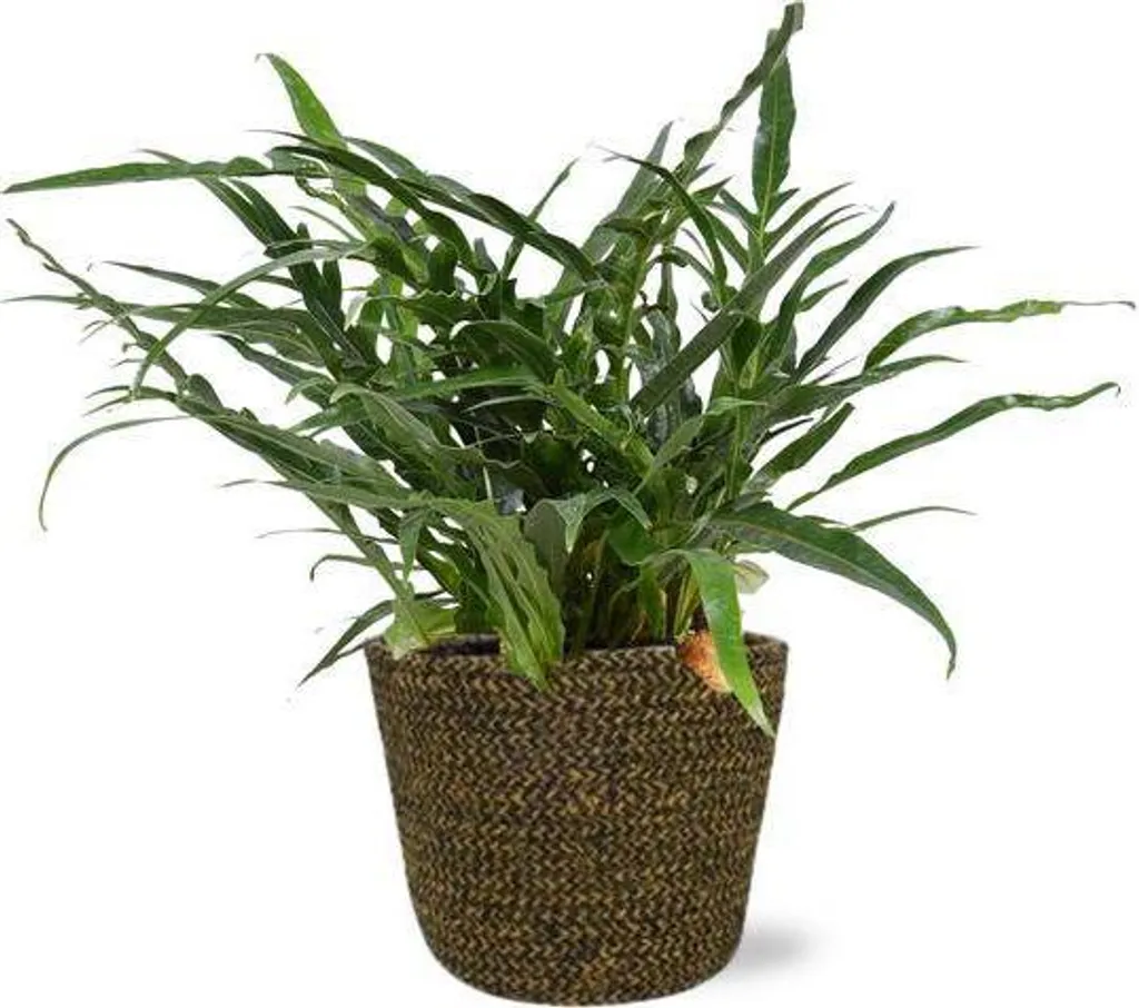 Aglaomorpha Coronans Fougère Peau de Serpent Ø17cm avec Pot Selin Noir