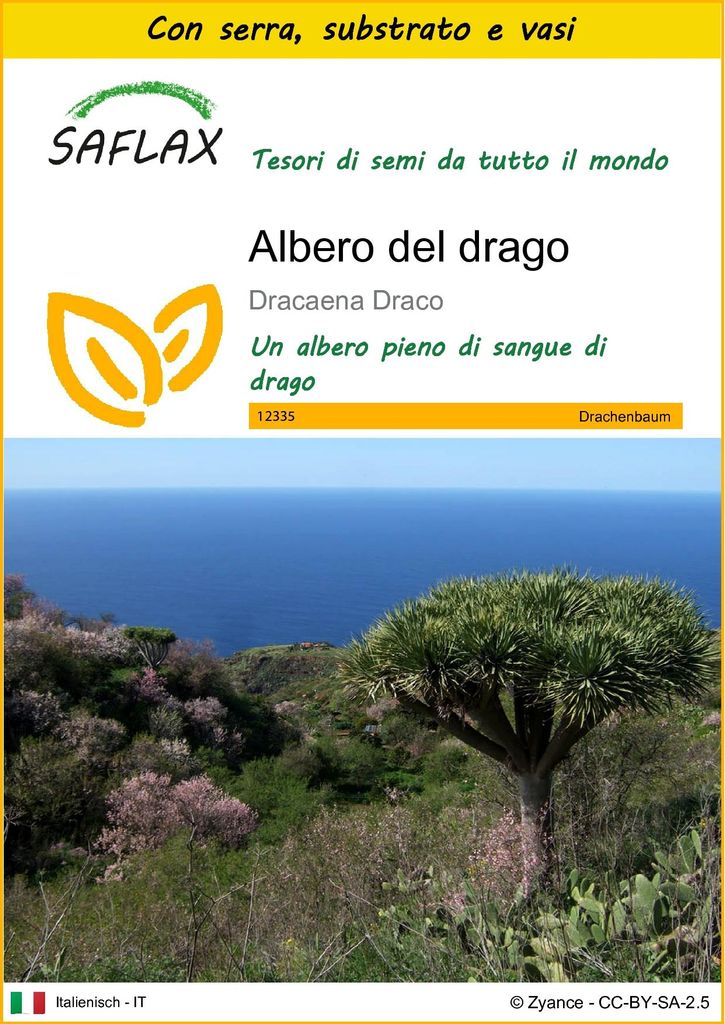 SAFLAX Insieme di coltivazione - Albero del drago - 5 semi Immagine del prodotto 