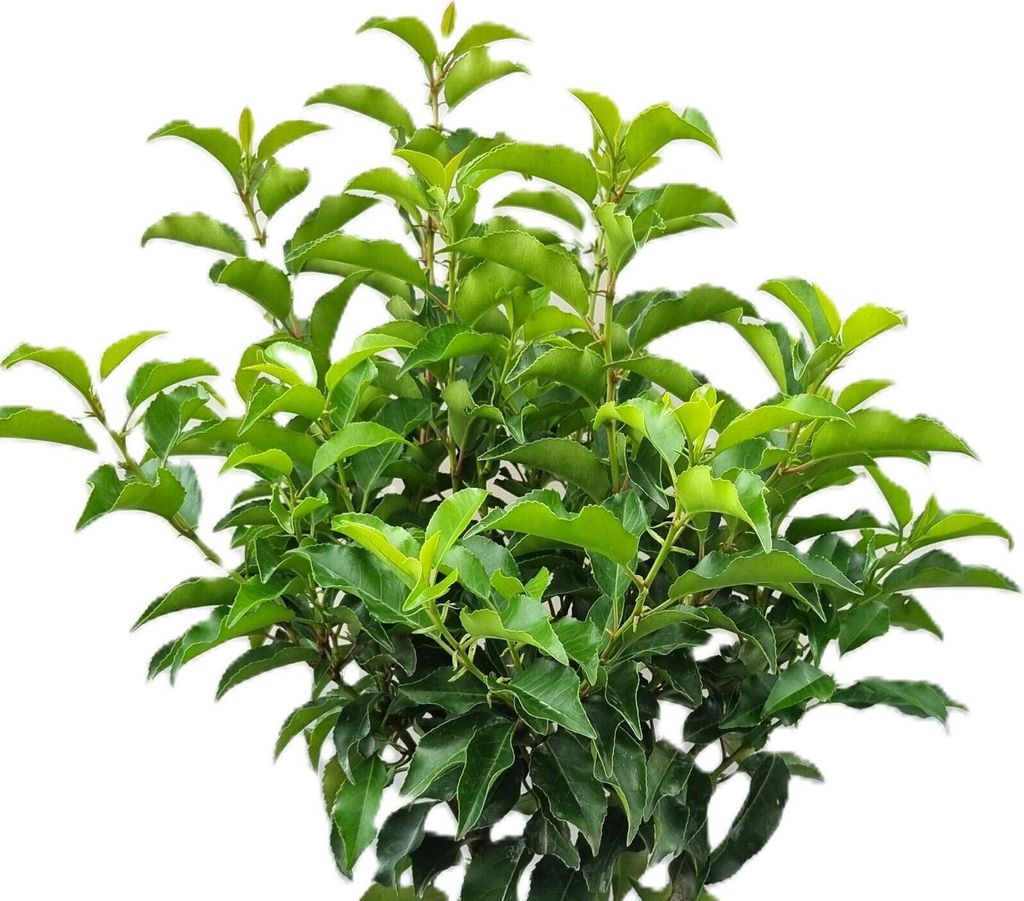 Edle Portugiesische Lorbereerkirsche - Prunus lusitanica Brenelia - 80 - 100 cm