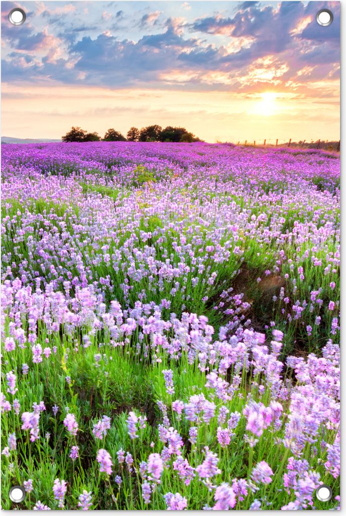 MuchoWow 40x60 cm Outdoor-Poster Gartendeko Sichtschutz Garten Poster für den Garten Blumen - Lavendel - Lila - Himmel - Sonnenuntergang - Wies...