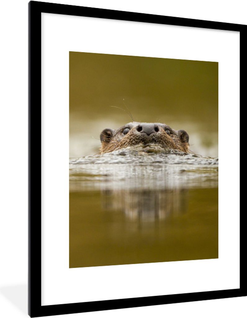 MuchoWow Gerahmtes Poster Otter schwimmt 60x80 cm - Poster mit Schwarzem Bilderrahmen Wandposter Rahmen Foto Bilder - Wohnzimmer - Dekorationen -...