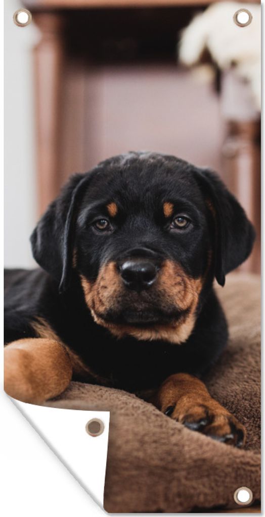 MuchoWow 40x80 cm Outdoor-Poster Gartendeko Sichtschutz Garten Poster für den Garten Rottweiler-Welpe liegt auf einem weichen Kopfkissen