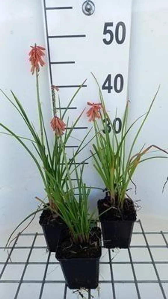 Plante vivace Lys torche Kniphofia Vincent Lepage - Lot de 6 godets
