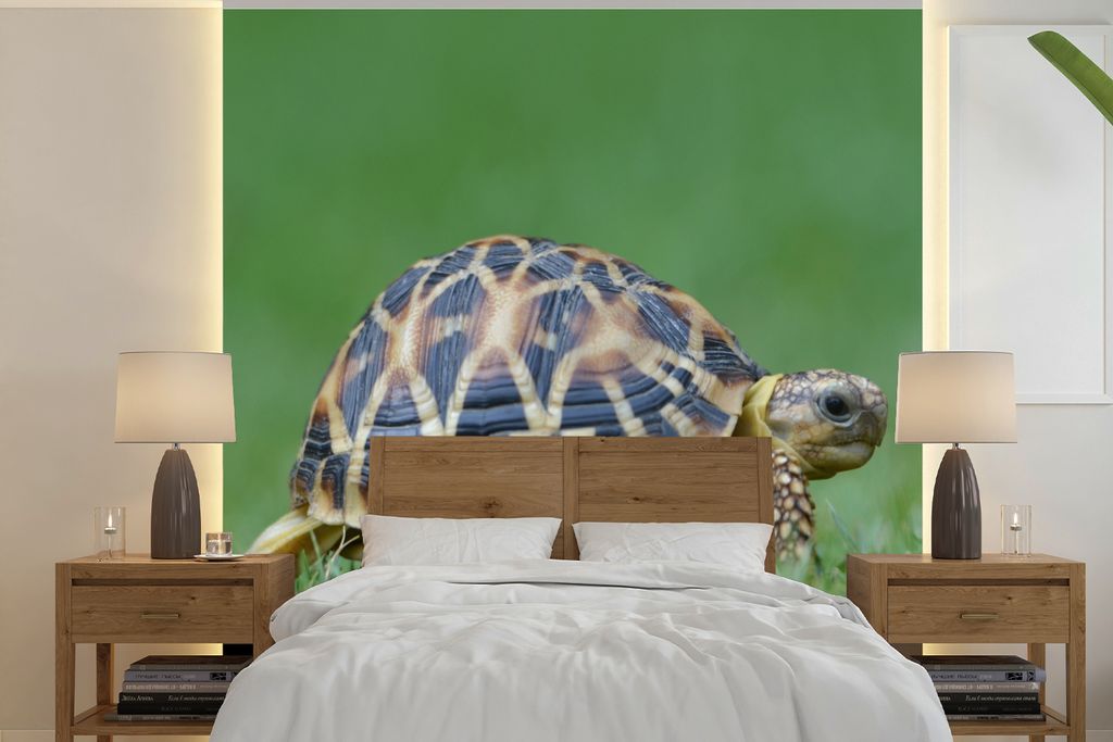 MuchoWow Fototapete für Wohnzimmer oder Schlafzimmer Wandtapete Vinyl Motivtapete Schildkröte im Gras - 280x280 cm - Hintergrundbild