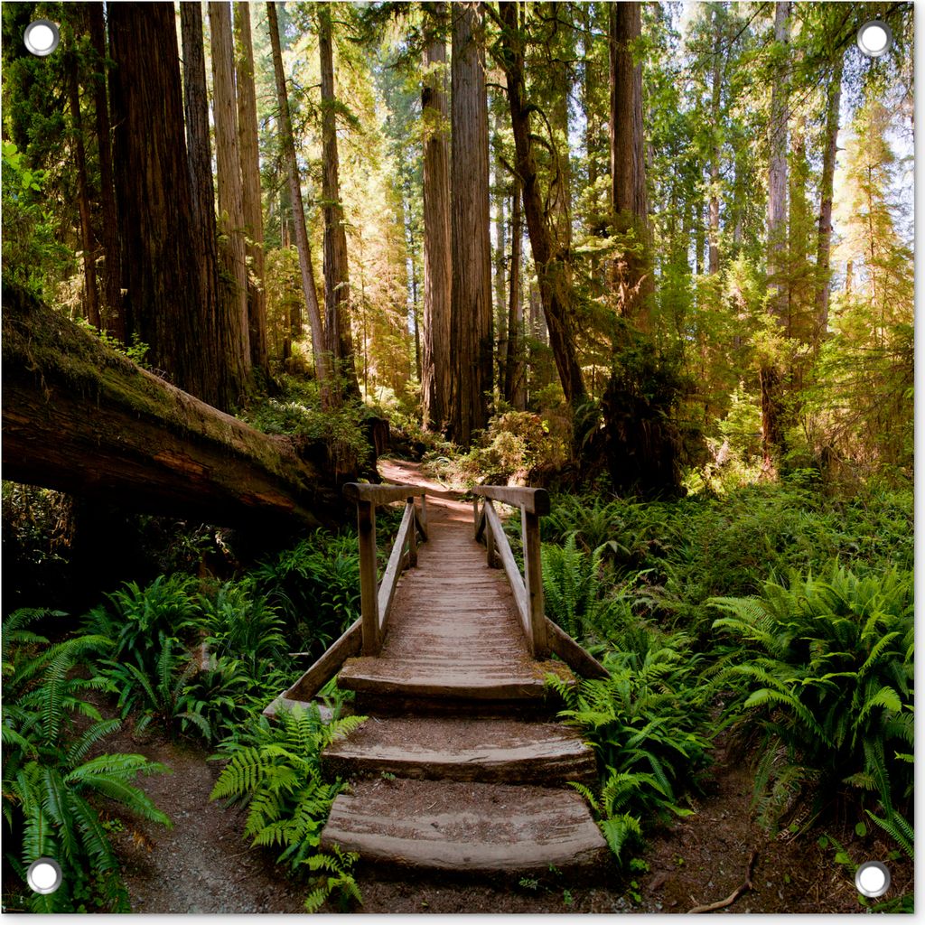 MuchoWow 50x50 cm Outdoor-Poster Gartendeko Sichtschutz Garten Poster für den Garten Dschungel - Natur - Treppe - Bäume
