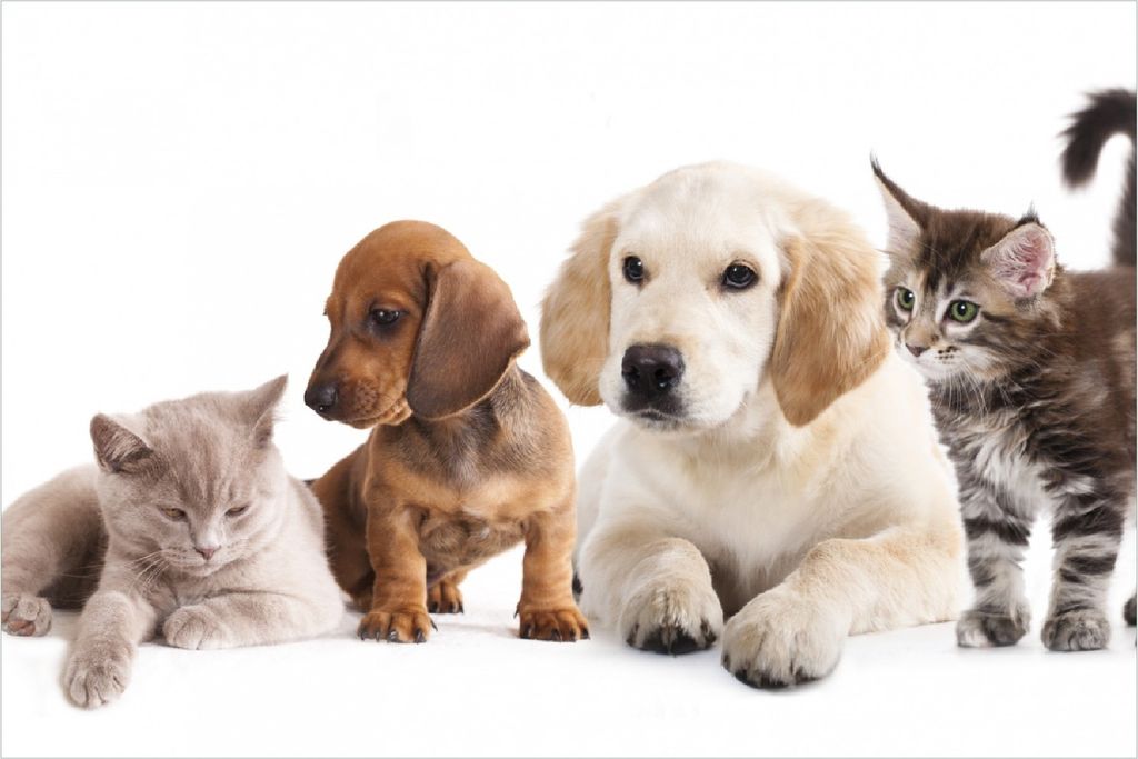 Wallario Poster - Hundewelpen und Katzenjunge, Kunstdruck Größe: 61 x 91,50 cm